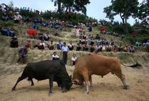 (090806) -- RONGSHUI, Aug. 6, 2009 (Xinhua) -- People watch bullfight game in Lianglong Village in Hongshui Township of Rongshui County, southwest China's Guangxi Zhuang Autonomous Region, Aug. 5, 2009. A bullfight game was held here to celebrate the local traditional Xinmi Festival.     (Xinhua/Long Tao) (ly)