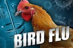 bird_flu